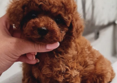 Toy Boy Poodle Sevimli Bebeklerimiz